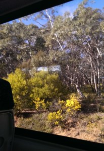 Schlerophyll forest_1